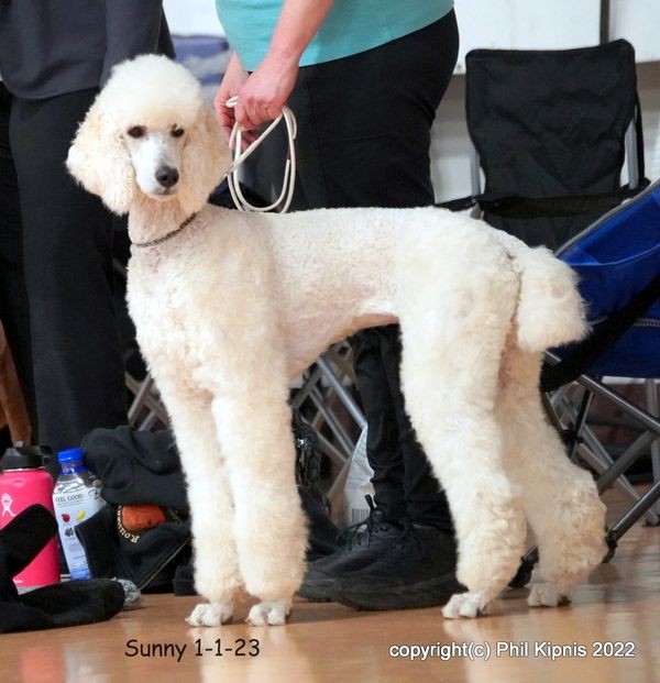 Furball Forest Poodles